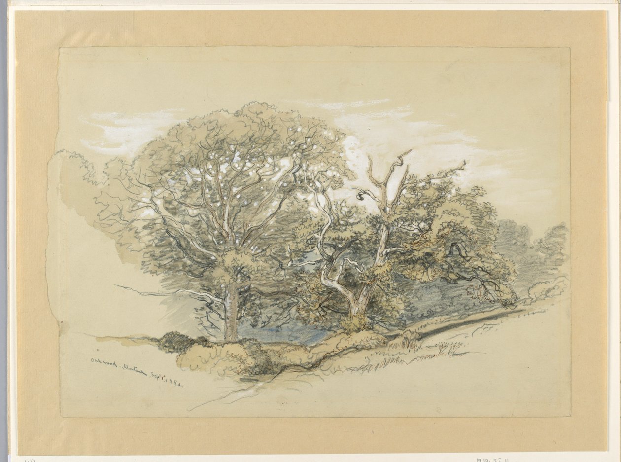 Dessin, Oak Wood, Montauk, New York, 8 septembre 1880 - Samuel Colman