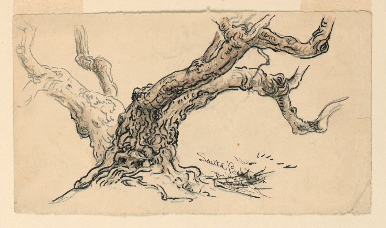 Dessin, Esquisses. Sycomores, Santa Barbara, Californie, vers 1888 - Samuel Colman