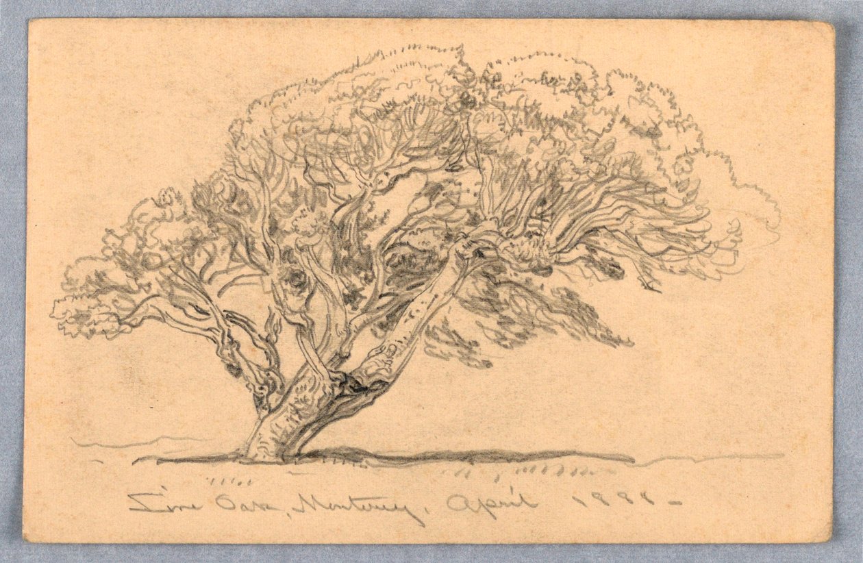 Dessin, études. Arbres, Santa Barbara, Californie, 1888 - Samuel Colman