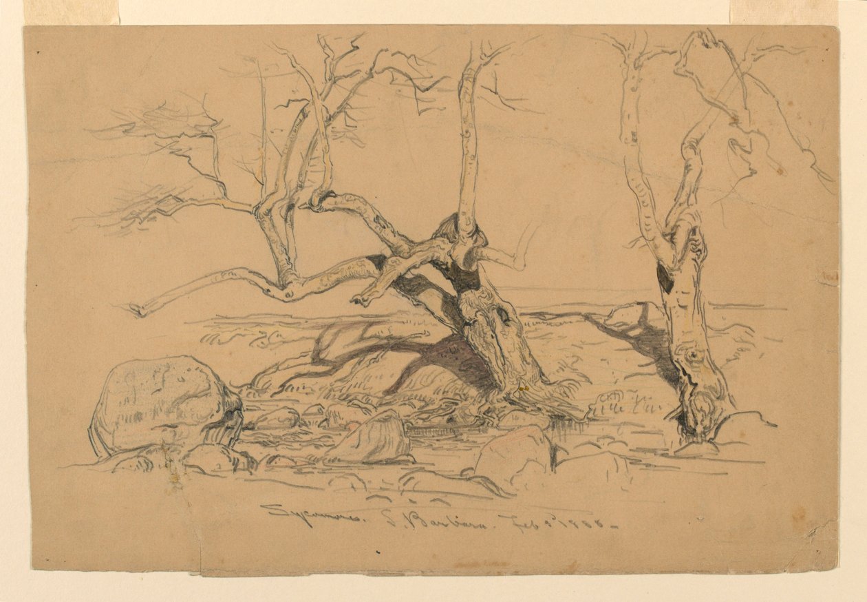 Dessin, études. Arbres, Santa Barbara, Californie, 3 février 1888 - Samuel Colman