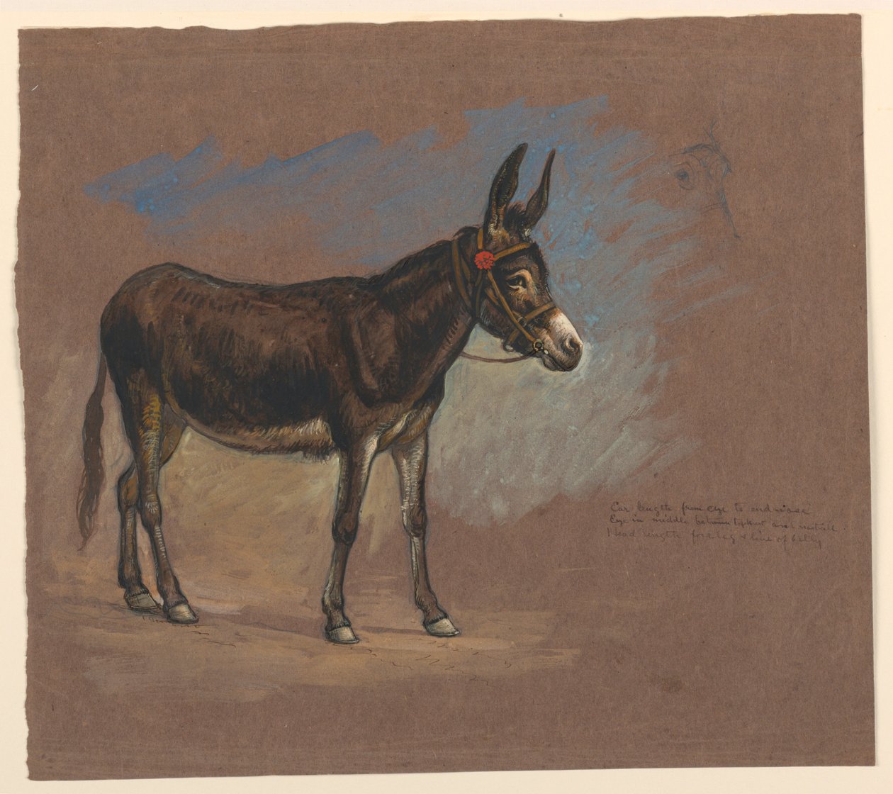 Dessin, étude. Un mulet, 1872-75 - Samuel Colman
