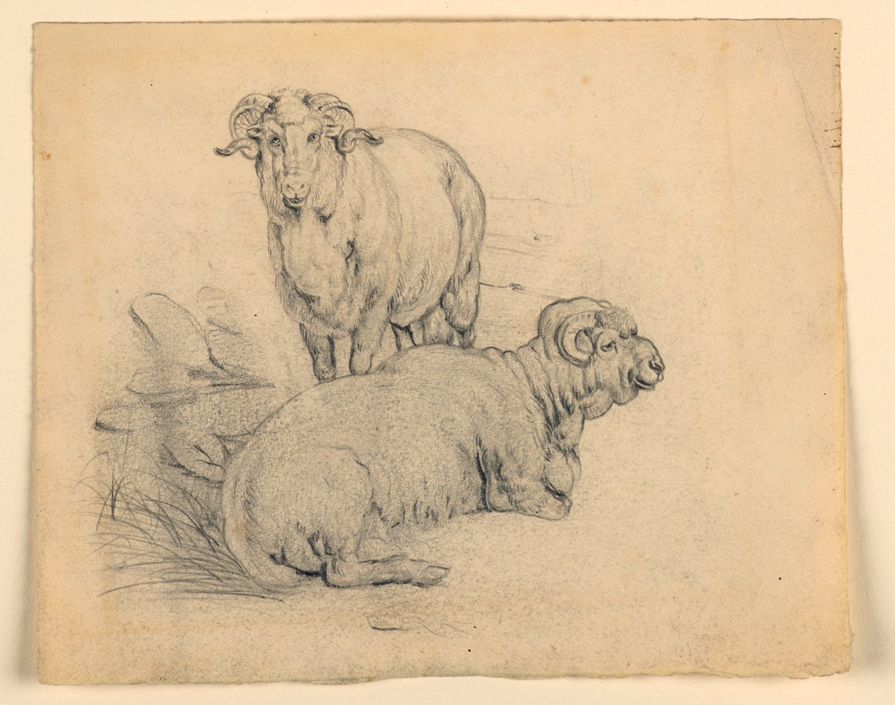 Dessin, étude. Deux béliers, vers 1850 - Samuel Colman
