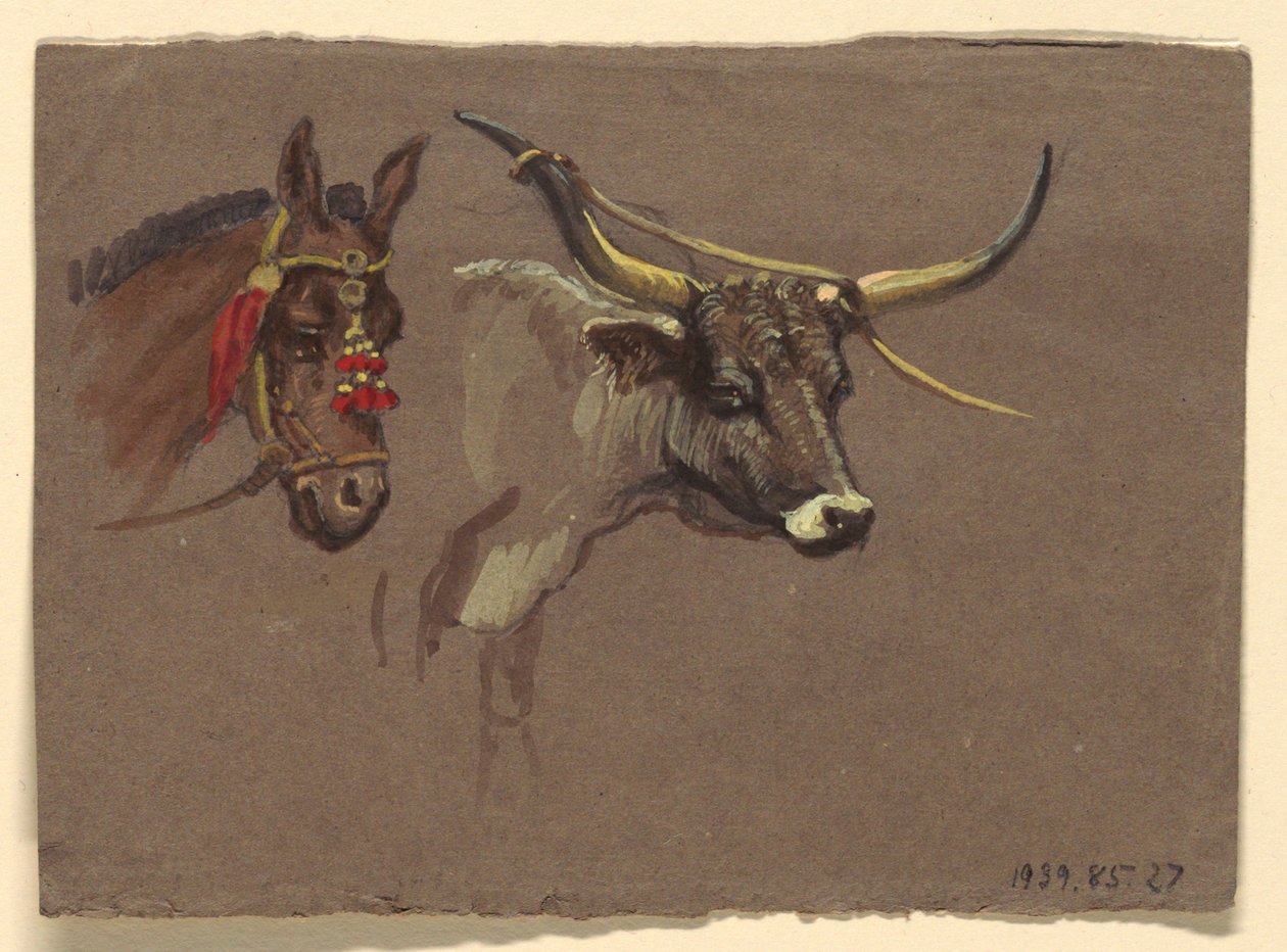 Tête de mule avec bride, tête de buffle ou de bœuf - Samuel Colman