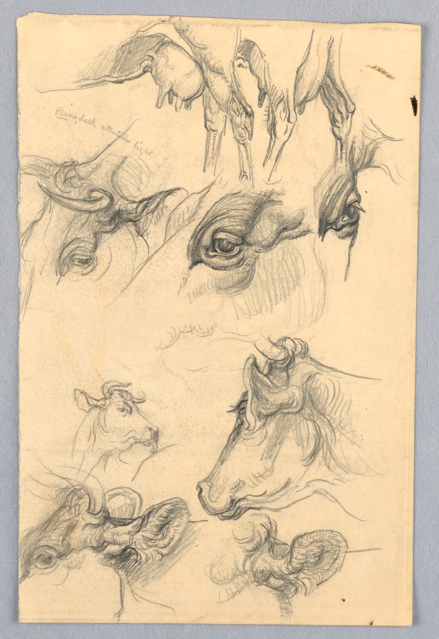 Études de vaches - Samuel Colman