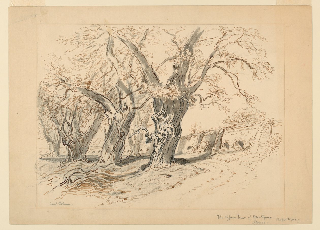 Étude pour Les Cyprès de Montezuma, Parc de Chapultepec, Mexique - Samuel Colman