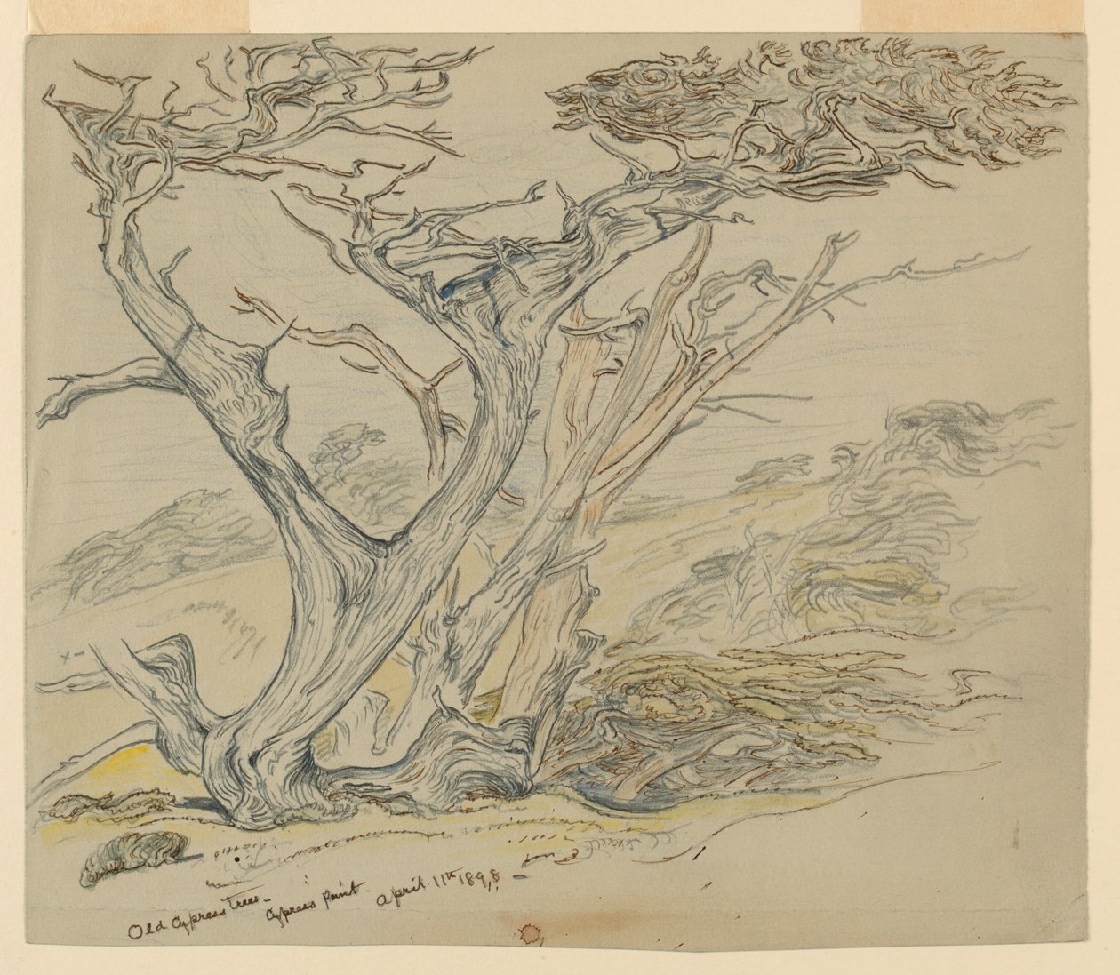 Étude de vieux cyprès, Cypress Point - Samuel Colman