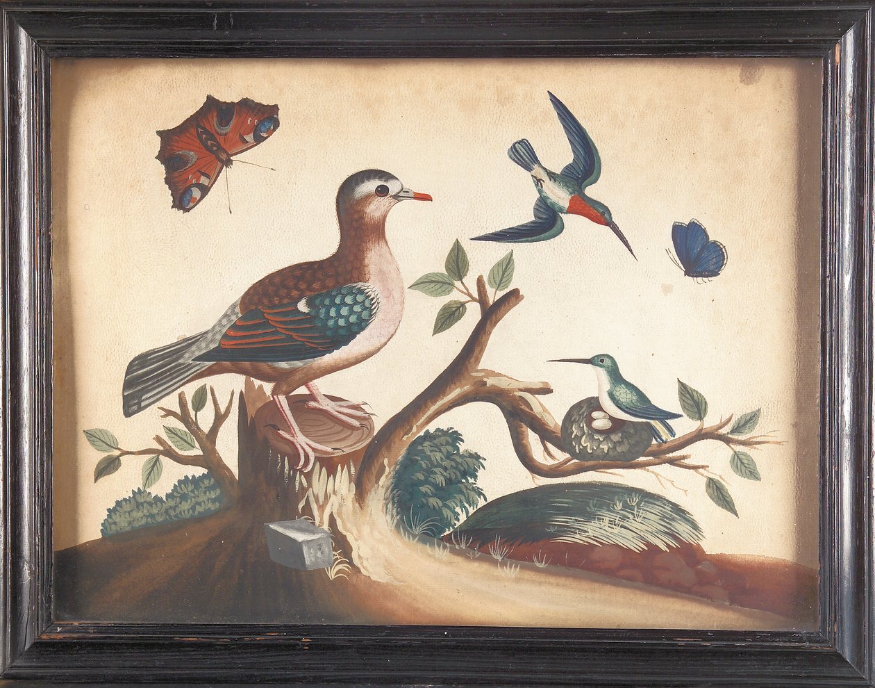 Colombe à ailes vertes, avec colibris à gorge rouge, papillon paon et papillon ultramarin - Samuel Dixon