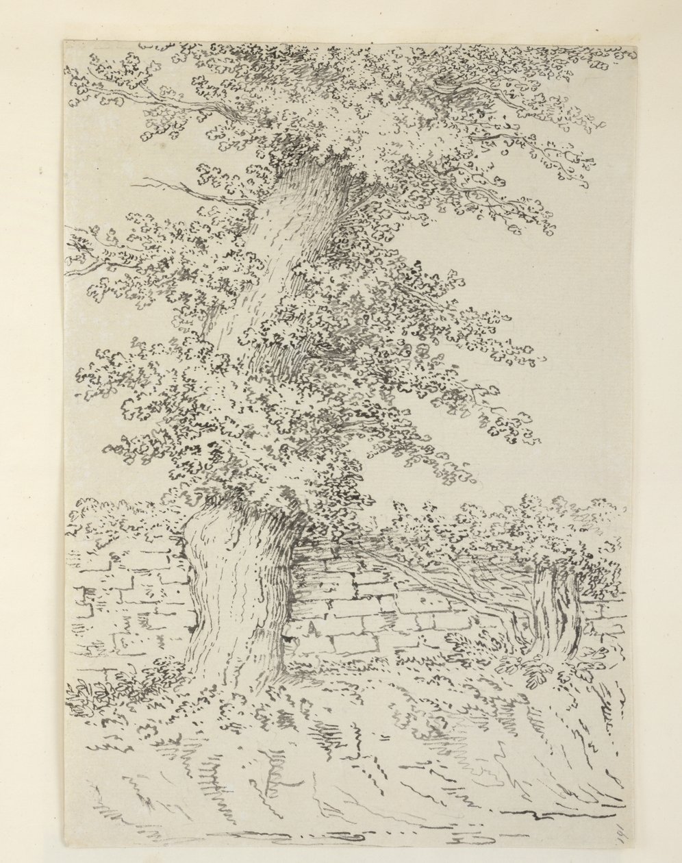 Un orme à Bedminster - Samuel Hieronymous Grimm