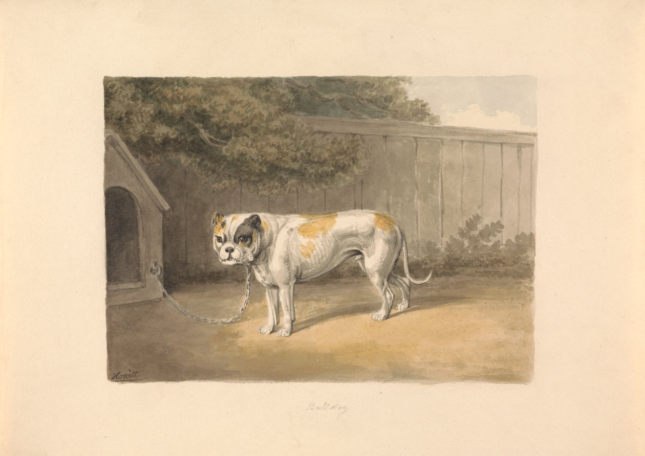 Un bouledogue - Samuel Howitt