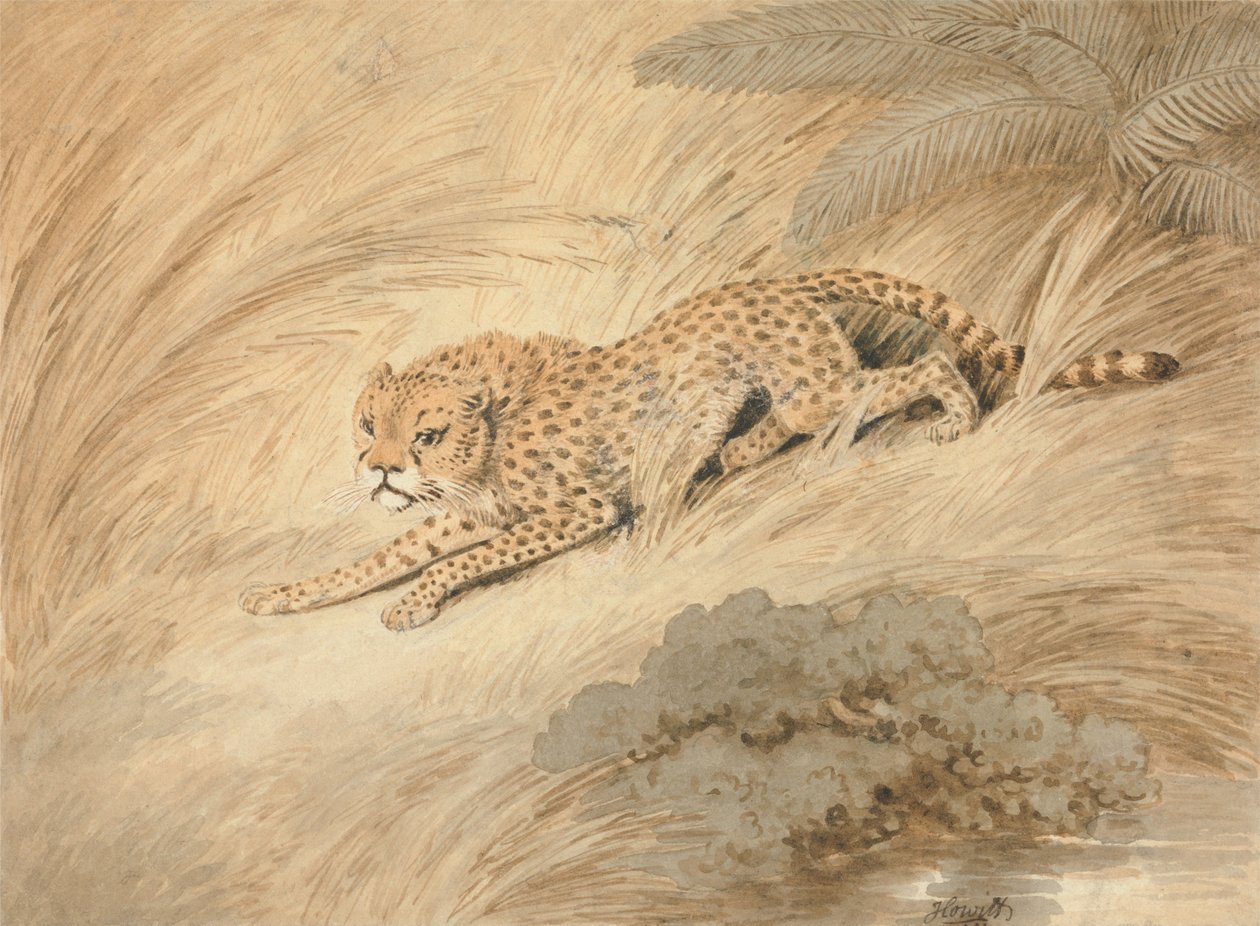 Un guépard accroupi près d