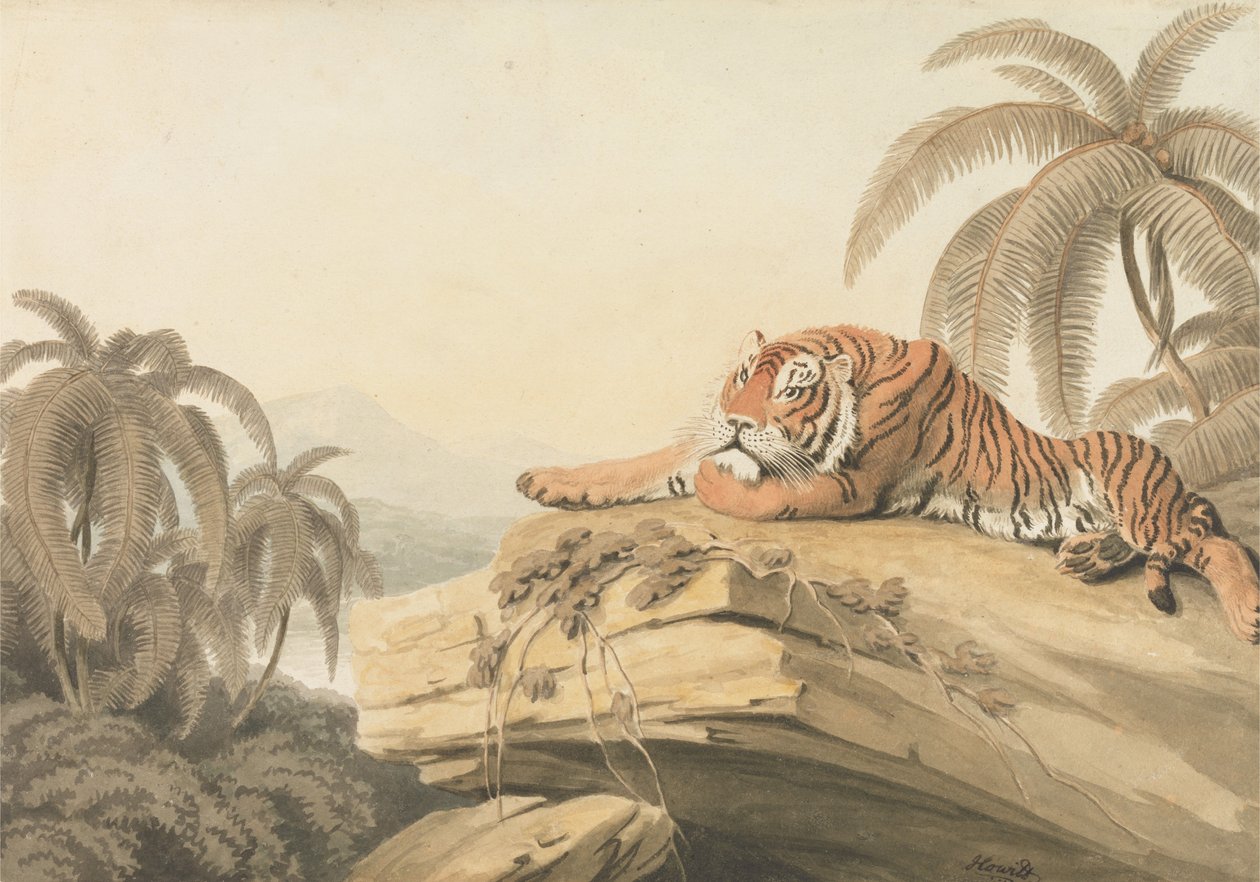 Un tigre au repos : le frontispice pour « Oriental Field Sports » - Samuel Howitt