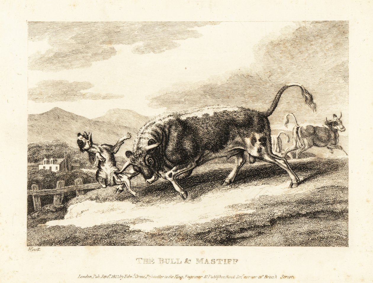 Un taureau encorne un chien à mort dans un champ. 1811 (eau-forte) - Samuel Howitt
