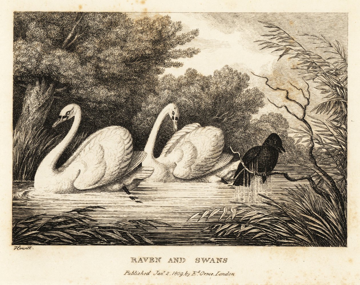 Un corbeau essaie de se laver pour ressembler davantage aux cygnes blancs. 1811 - Samuel Howitt
