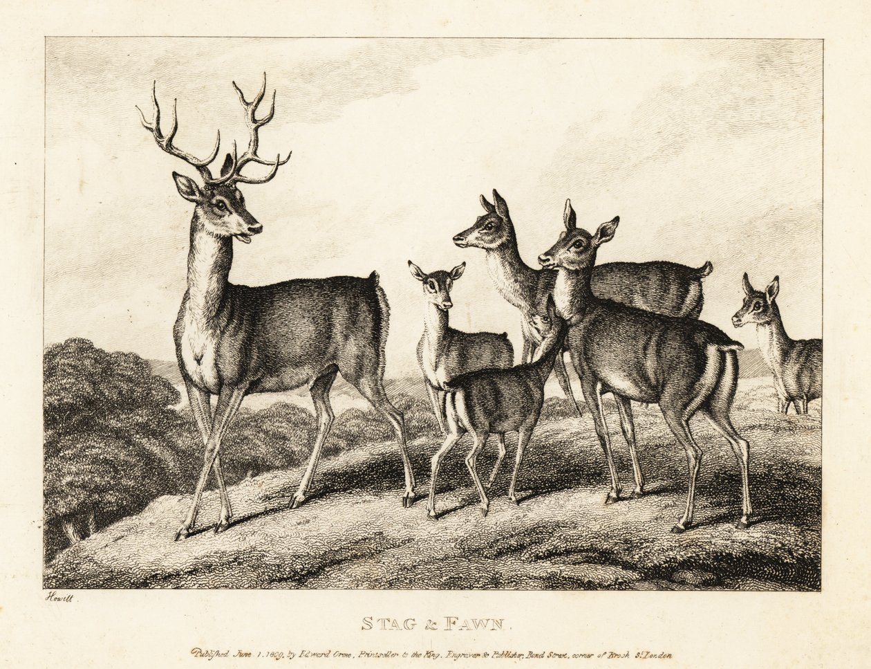 Un cerf avec des biches et des faons. 1811 - Samuel Howitt