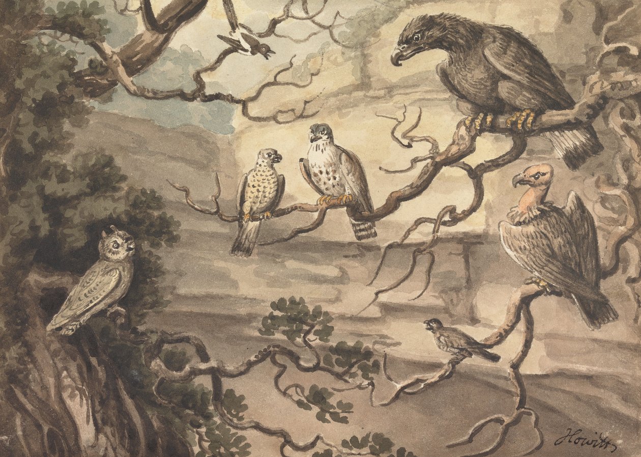 Un hibou, un aigle, deux faucons, un vautour et d