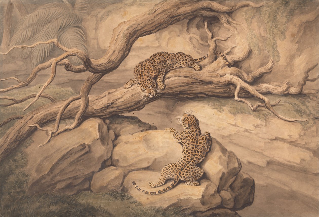 Des léopards s