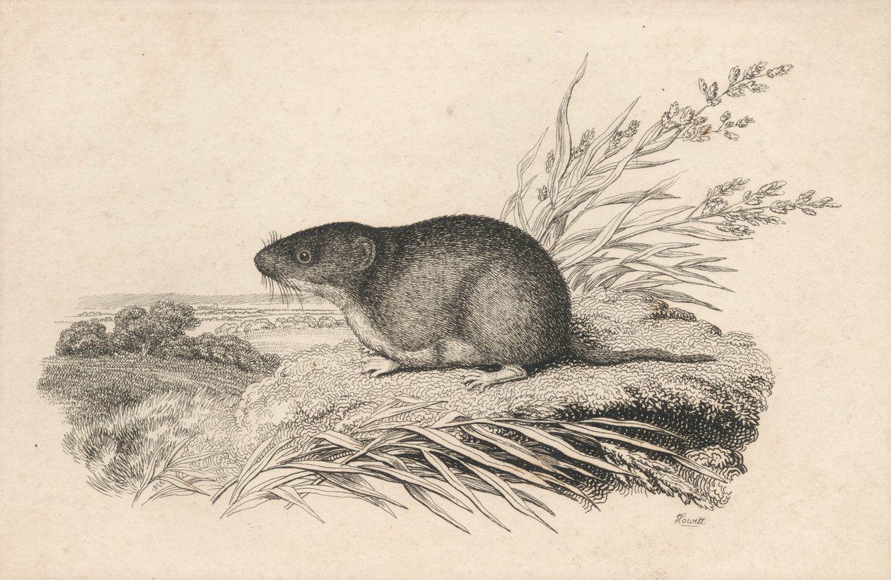 Rat musqué - Samuel Howitt
