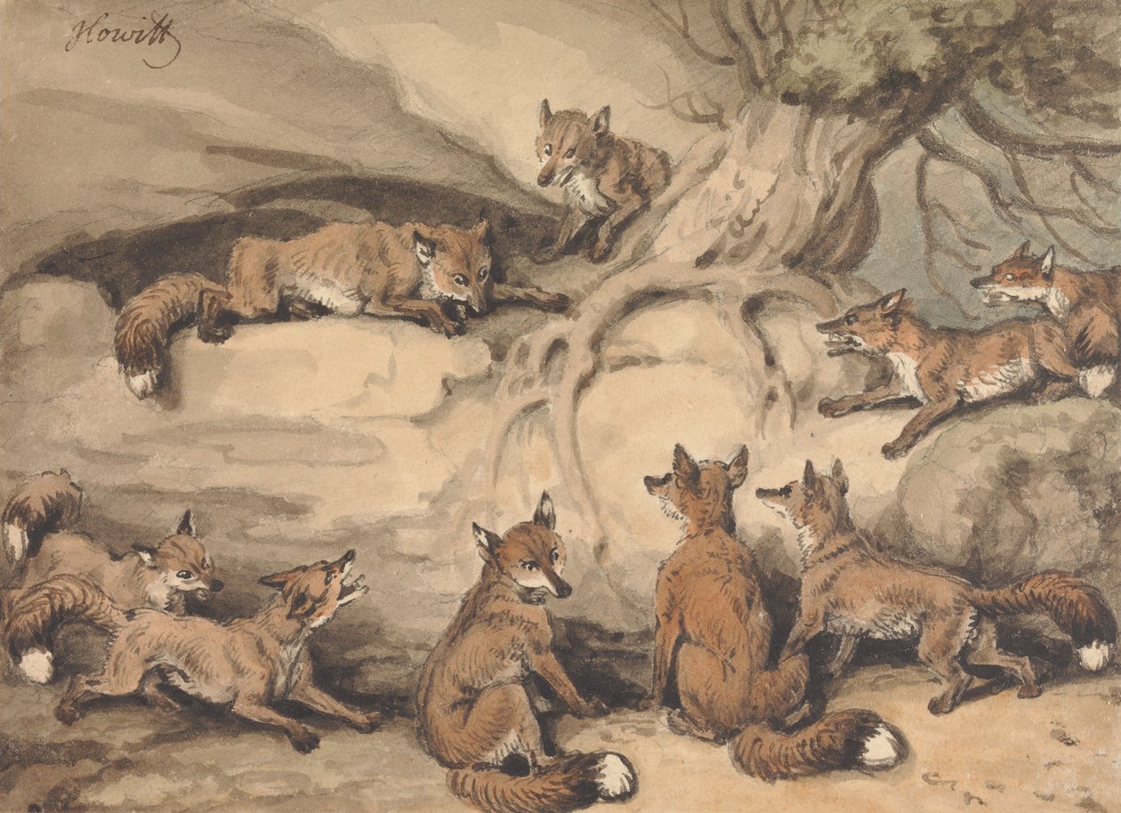 Neuf renards réunis autour d