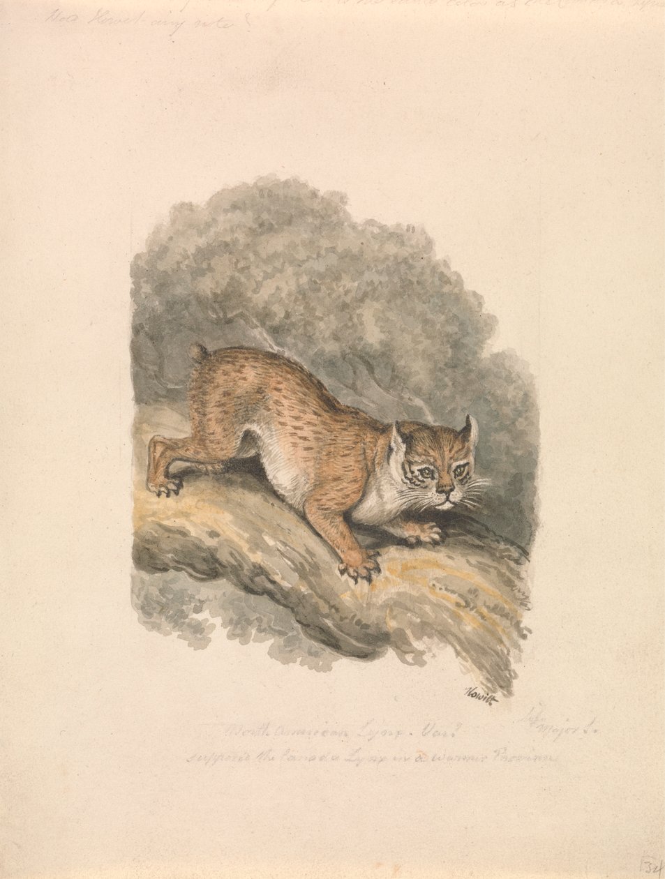 Lynx d
