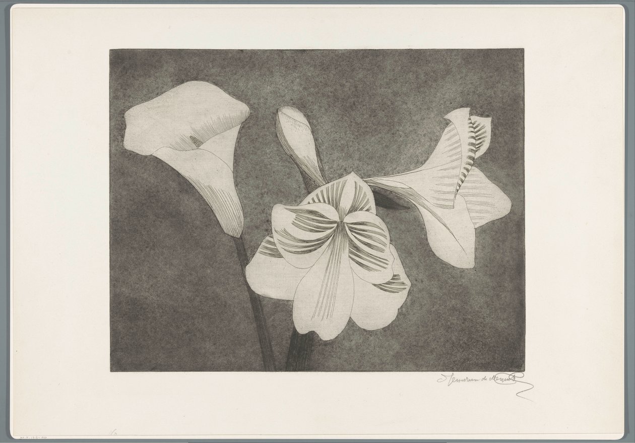 Amaryllis et arum - Samuel Jessurun de Mesquita (signed by artist)
