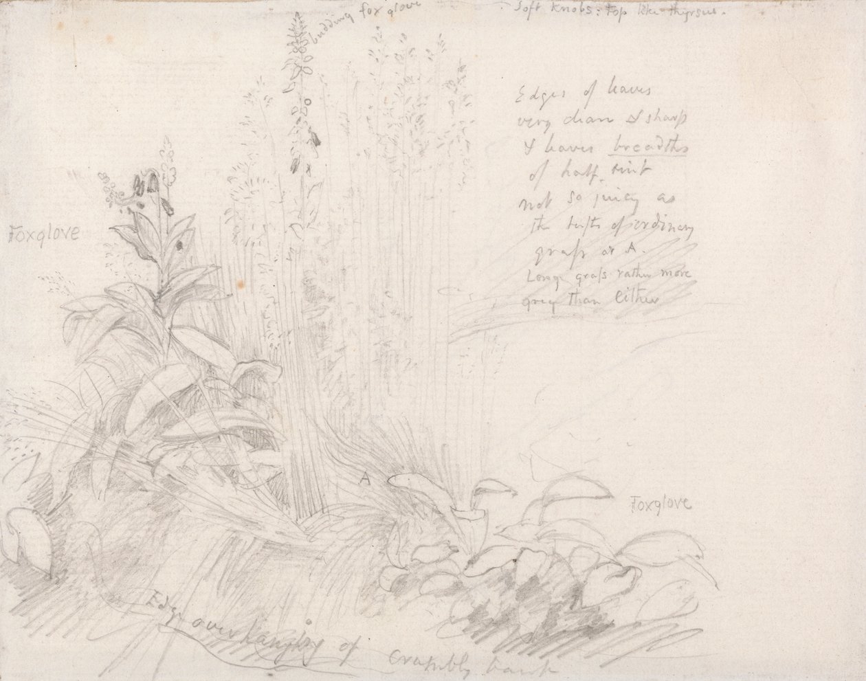 Digitale pourpre - Samuel Palmer