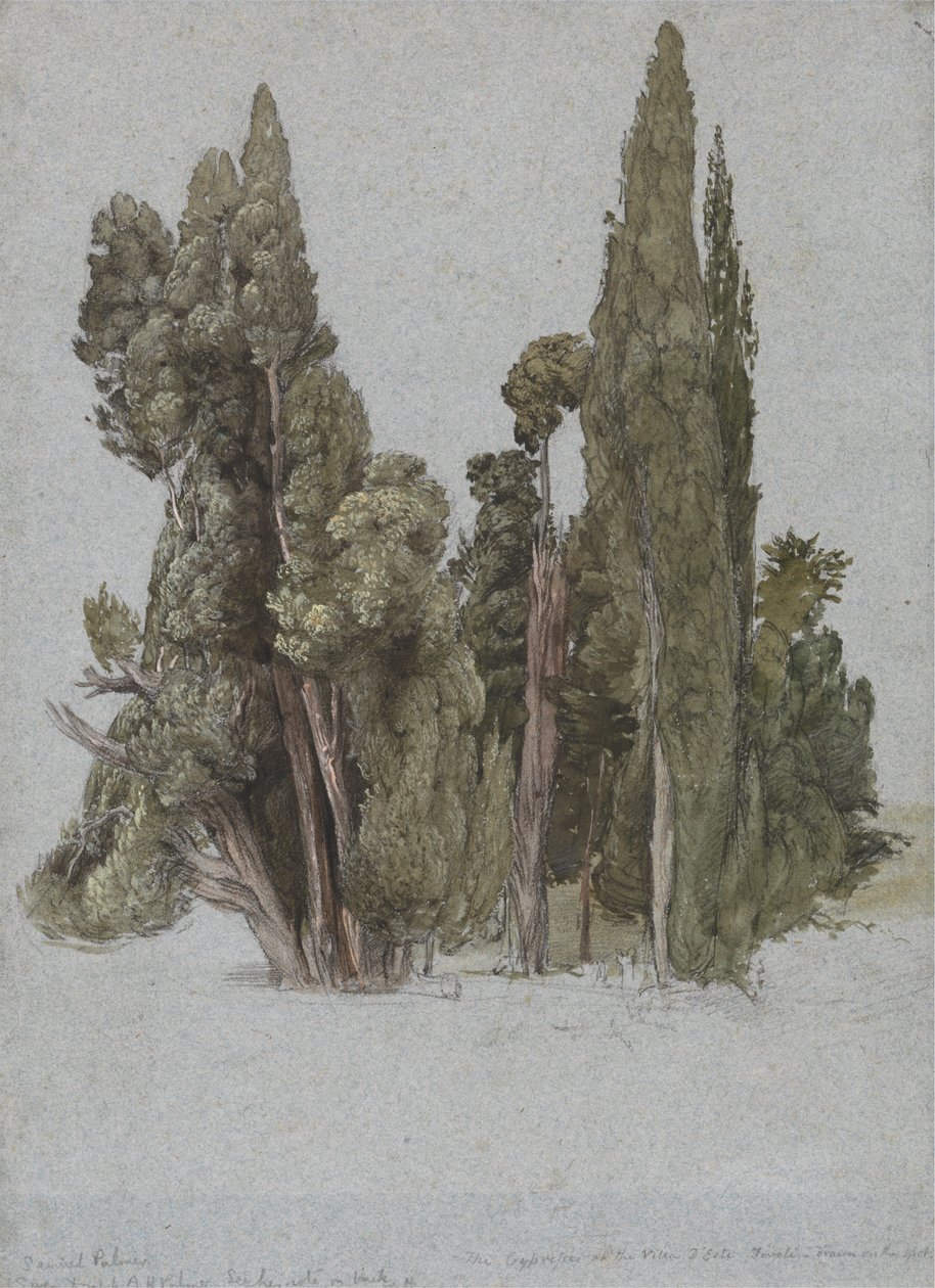 Les cyprès à la Villa d