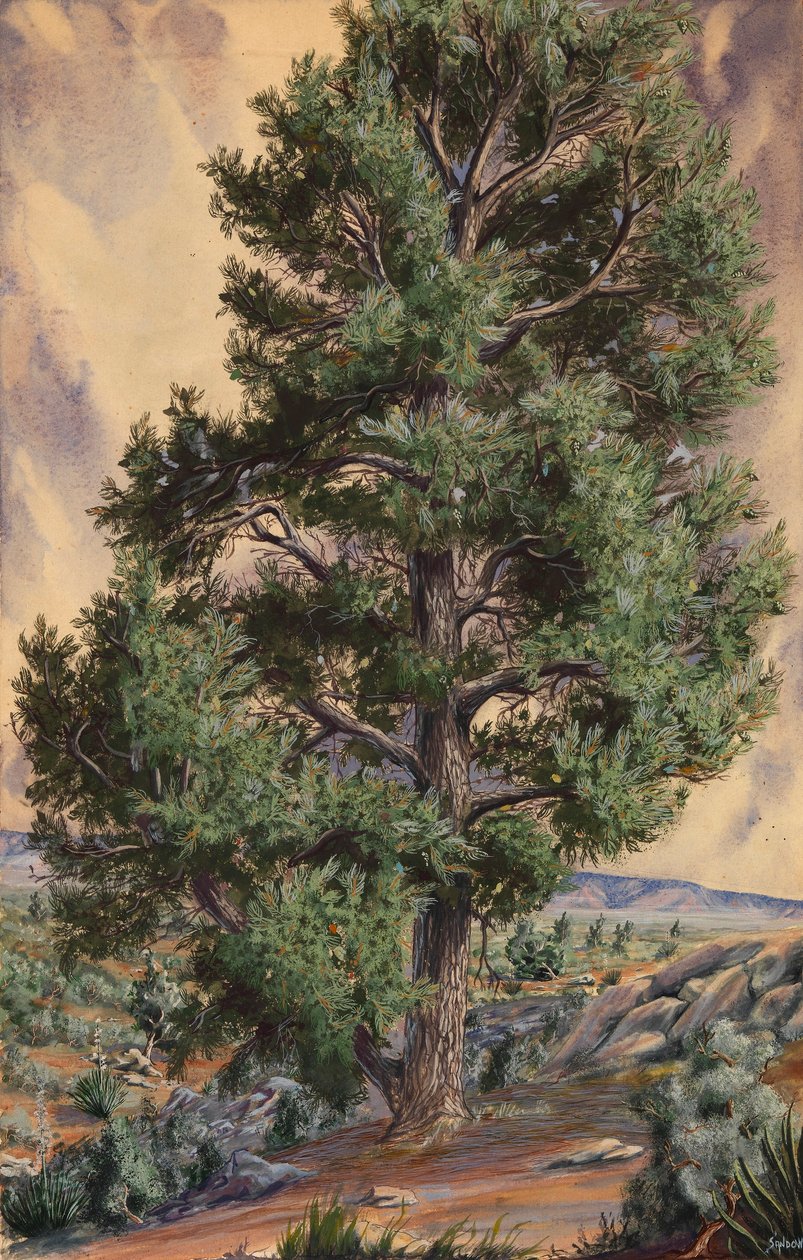 Le pin - Sandow