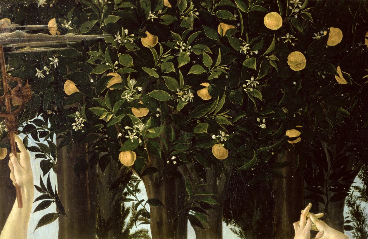 Primavera, détail de l