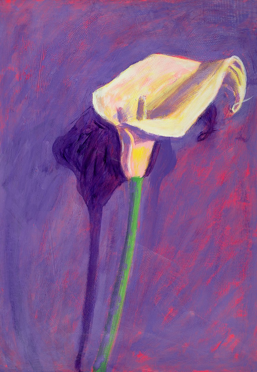 Arum Lily - Sara Hayward