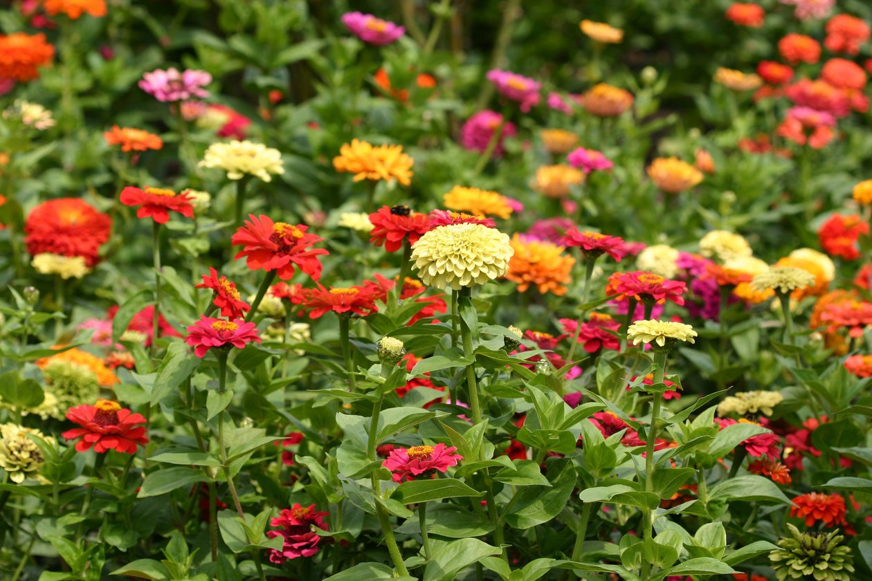 Dahlia et Cosmos de Garsington, 2009 - Sarah OToole