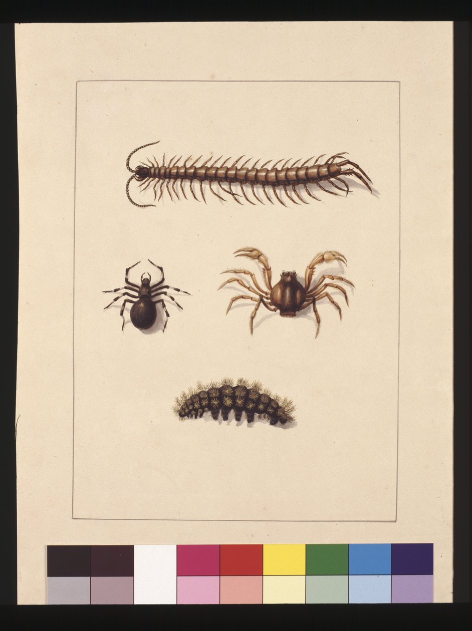 Page 11. Insectes de Nouvelle-Galles du Sud. Maintenant connus sous le nom de centipède commun, araignée du genre Isopeda, crabe soldat, chenille, vers 1789-90 - Sarah Stone