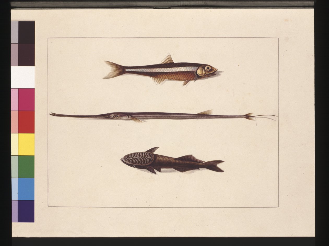 Page 13. Athérine, Tabac, Poisson-pipe, Poisson-rémora. Maintenant connu sous le nom d