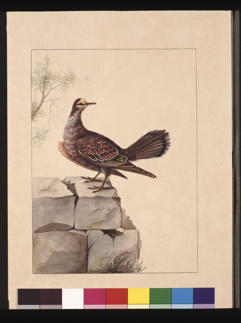 Page 15. Pigeon à ailes dorées. Maintenant connu sous le nom de pigeon bronzé forestier, vers 1789-90 - Sarah Stone