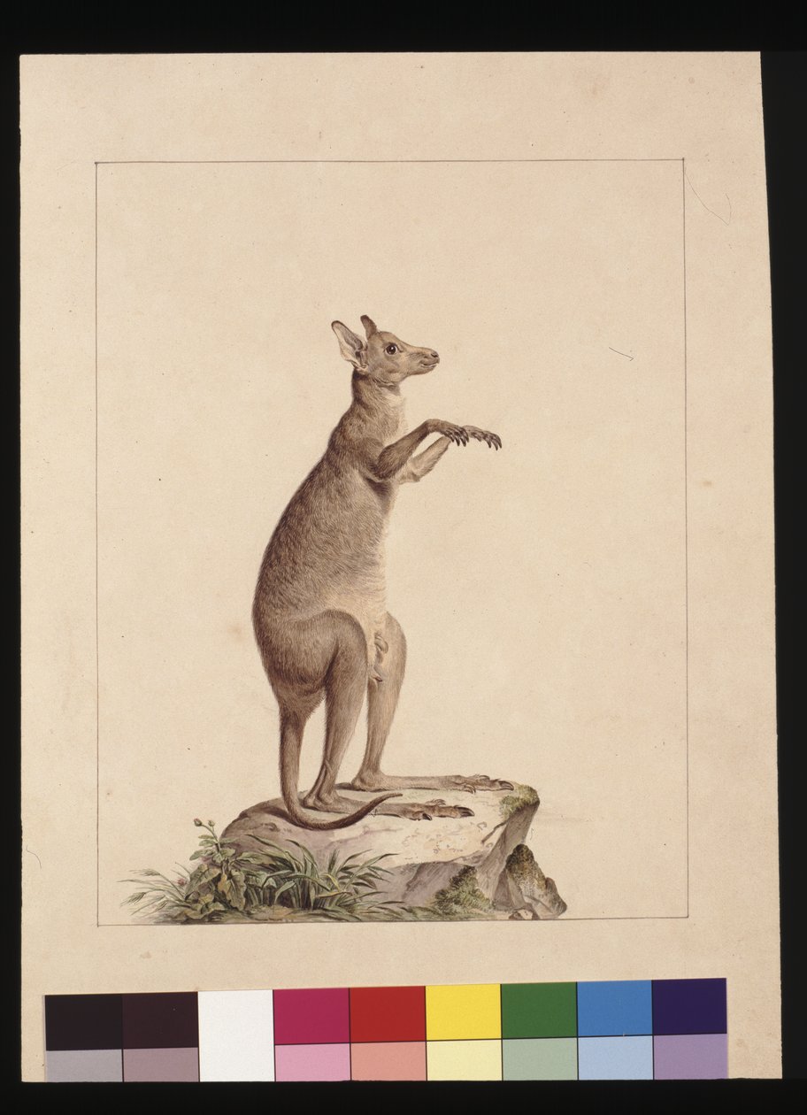 Page 22. Un kangourou. Maintenant connu sous le nom de Kangourou. Possiblement par Charles Catton Junr, vers 1789-90 - Sarah Stone