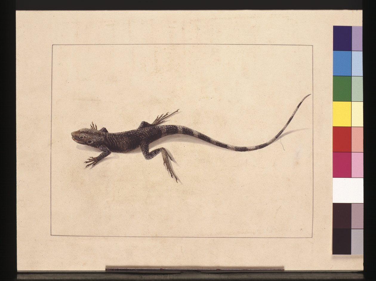 Page 31. Lézard muricé. Maintenant connu sous le nom de Dragon des arbres, c.1789-90 - Sarah Stone