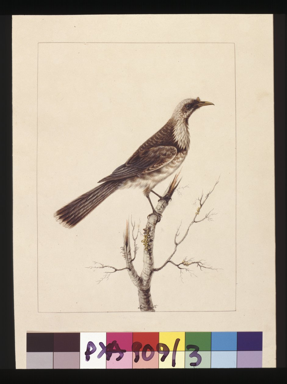 Page 3. Bouton, Guêpier à front blanc : Signé l.c. Sarah Smith. Maintenant connu sous le nom de Friar bird, vers 1789-90 - Sarah Stone