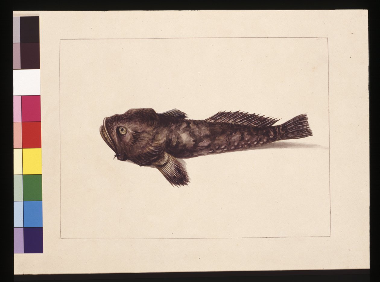 Page 8. Doubtful Lophius. Maintenant connu sous le nom de Frog Fish, vers 1789-90 - Sarah Stone