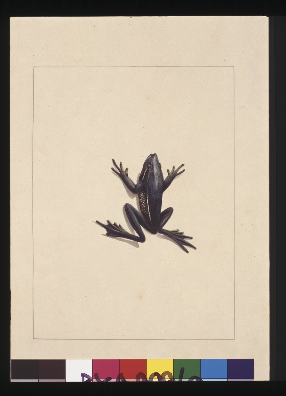 Page 9. Grenouille bleue. Maintenant connue sous le nom de grenouille arboricole verte, vers 1789-90 - Sarah Stone