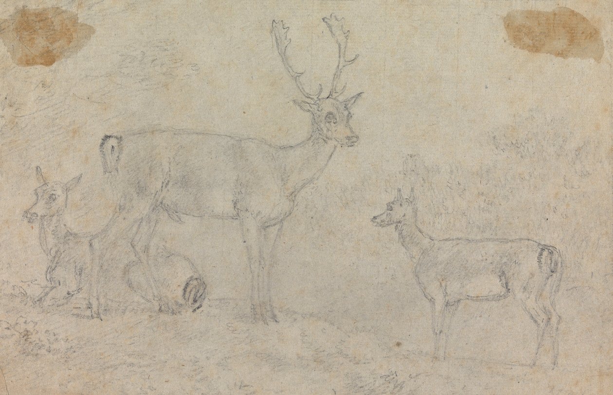 Un cerf et deux biches - Sawrey Gilpin