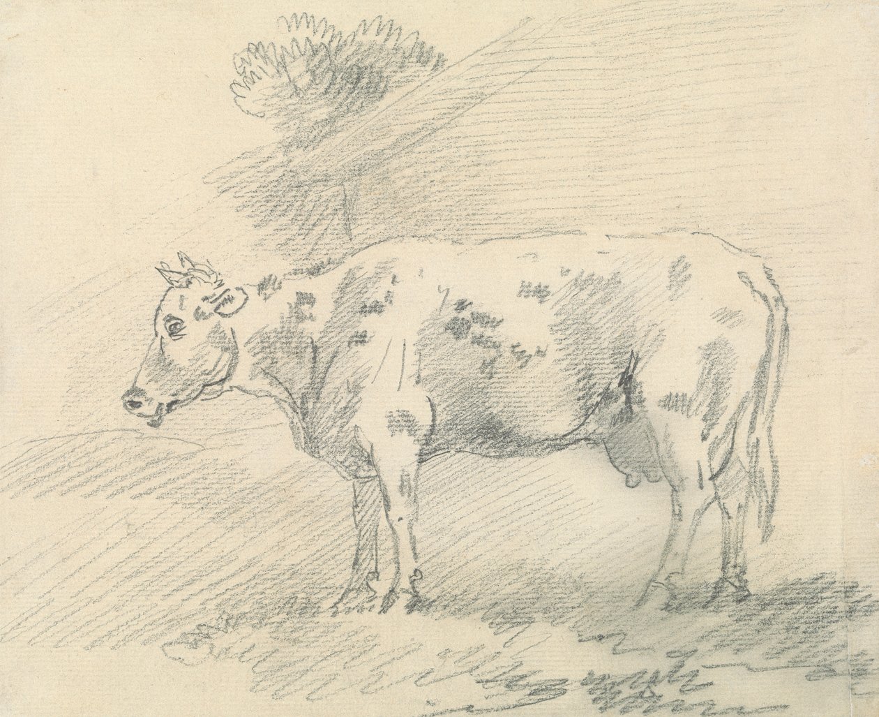 Vache - Sawrey Gilpin