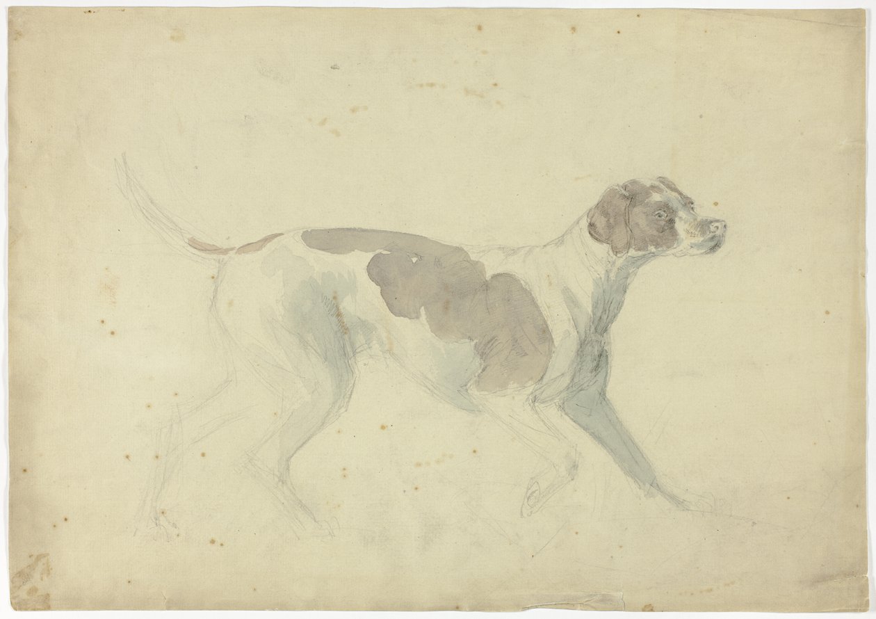 Chien renard (recto) ; Croquis d