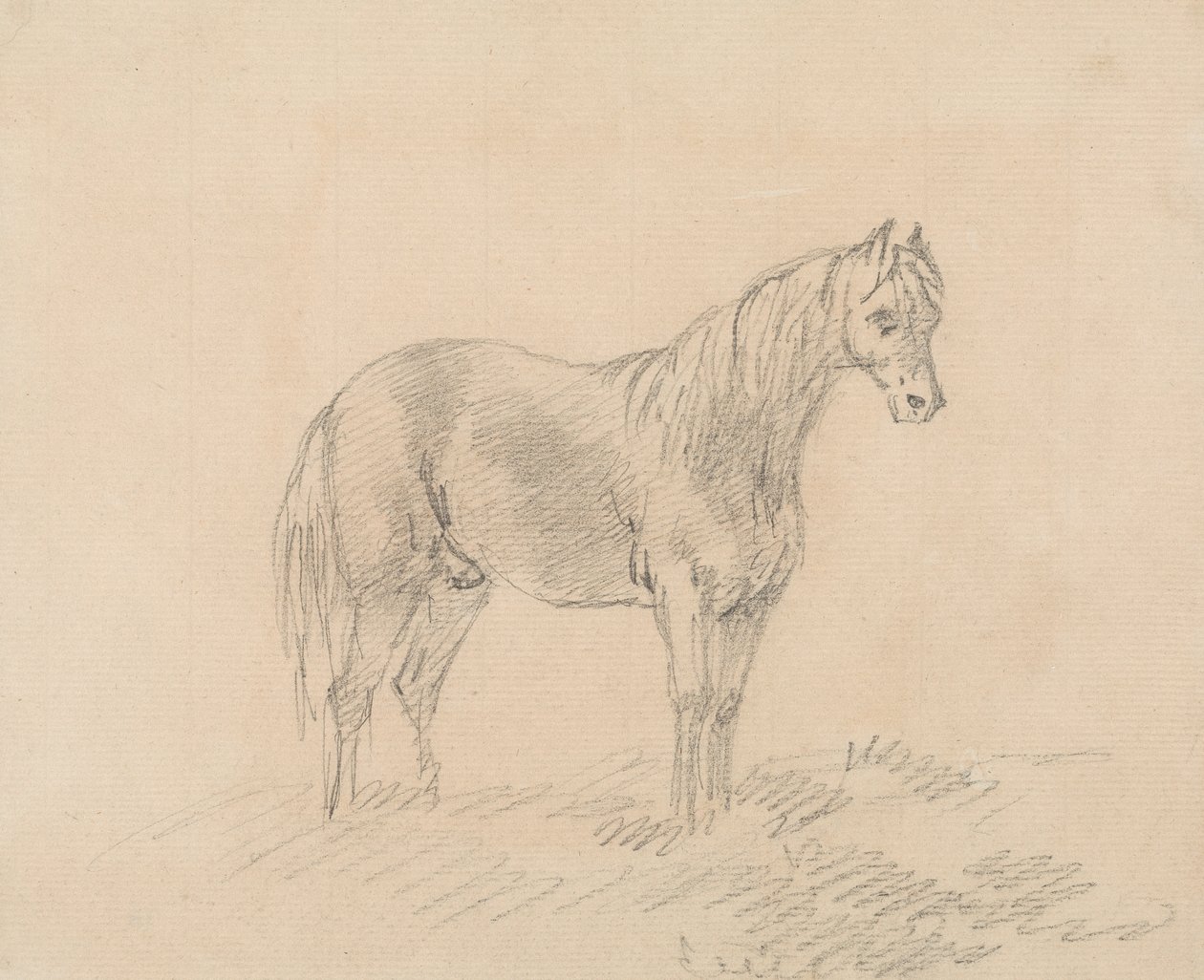 Cheval mâle - Sawrey Gilpin