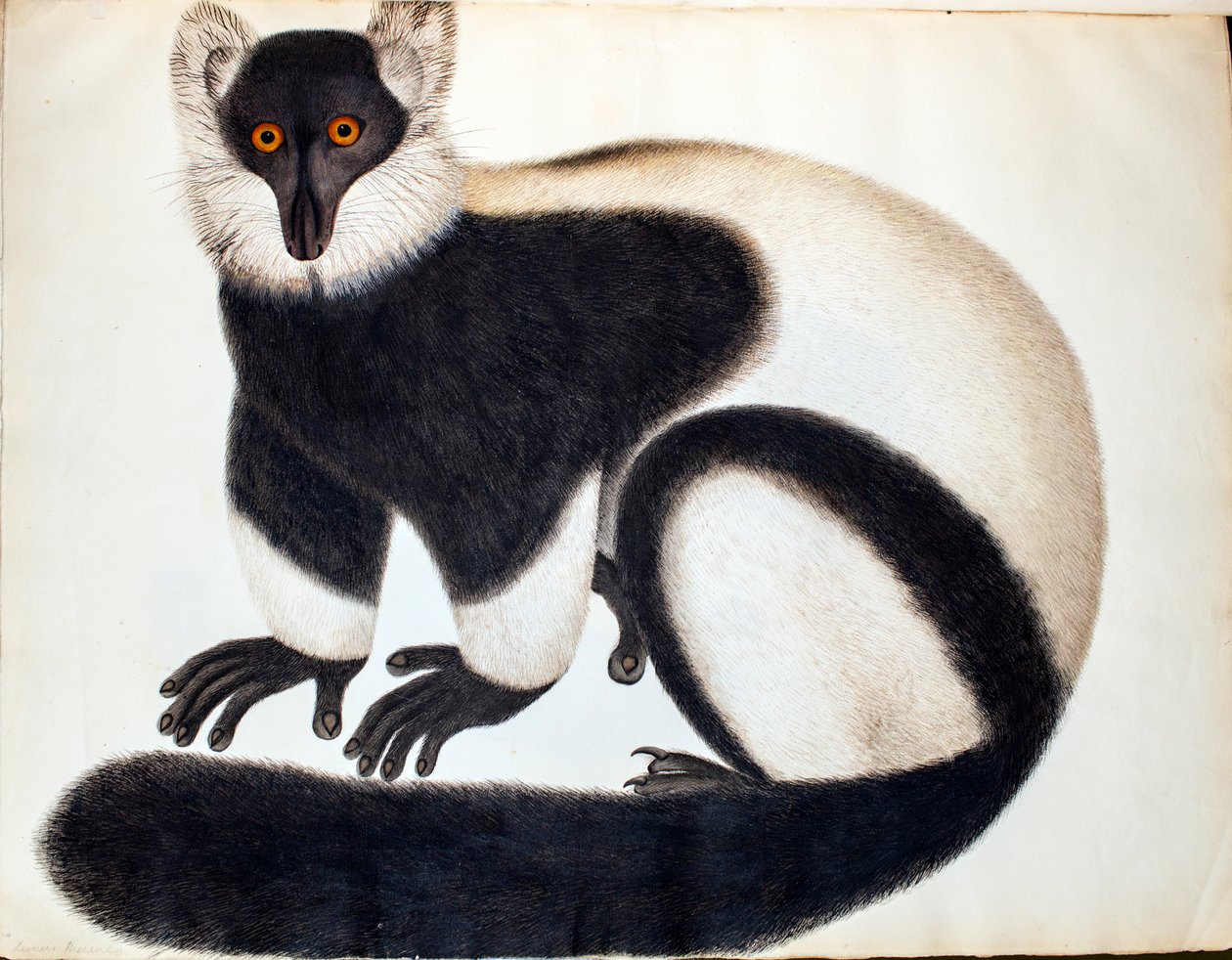 Lémur à crinière noire et blanche, des 