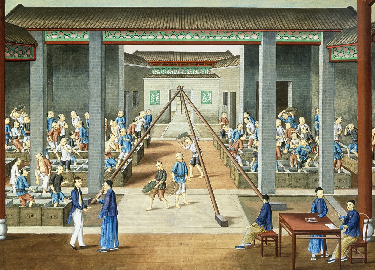 Culture du thé : peser et acheter du thé (gouache sur papier) - School Chinese