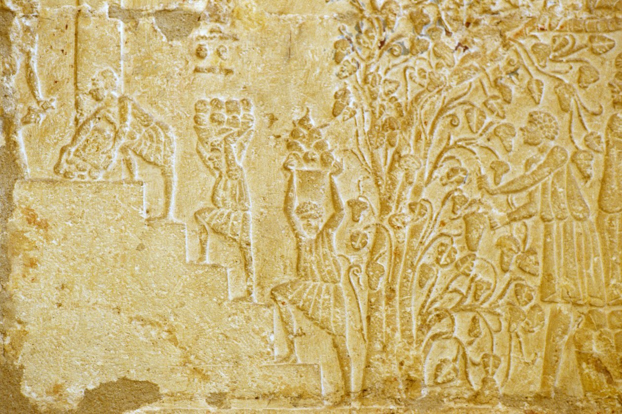 Égypte ancienne, sculpture murale, tombe de Petosiris, Tuna el Gebel, 300 av. J.-C., transport de raisins au pressoir - School Egyptian