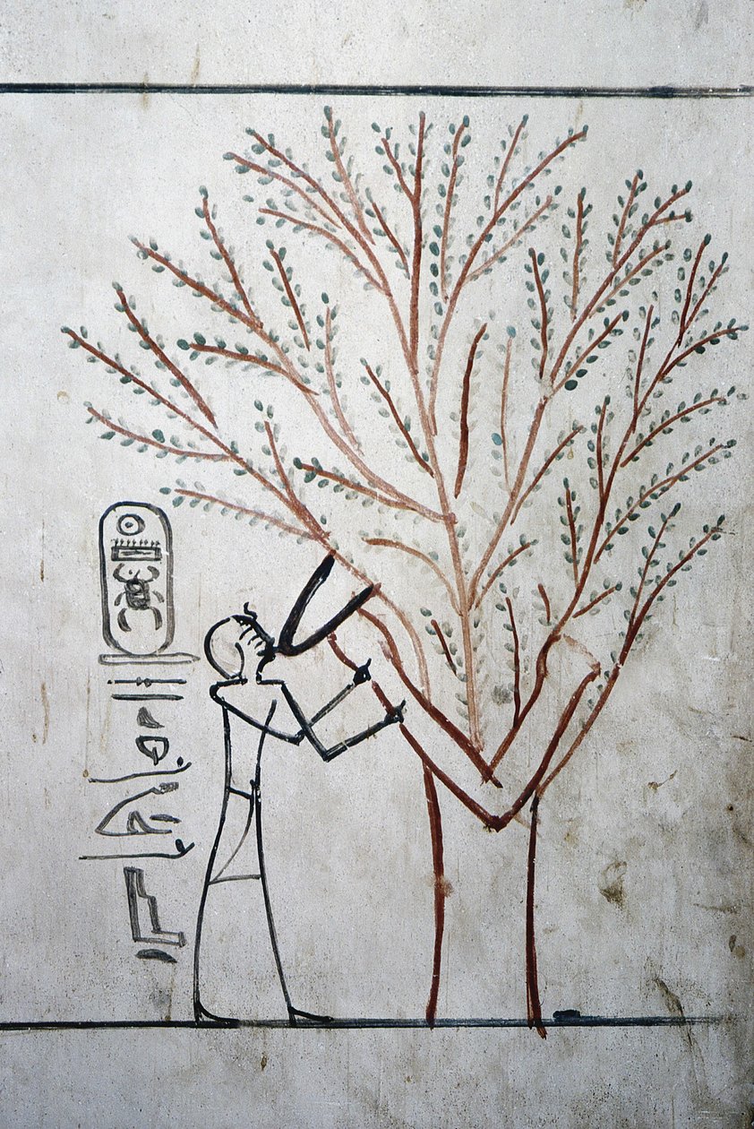 Louxor, Thèbes : Vallée des Rois. Tombeau de Thoutmosis III (-1504 - -1450), pharaon d
