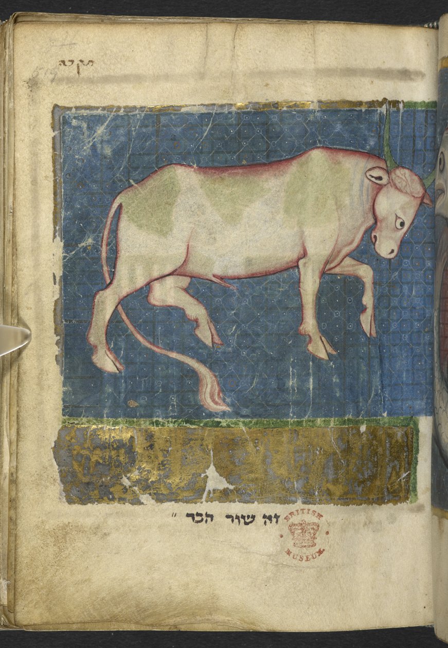 Un taureau, d