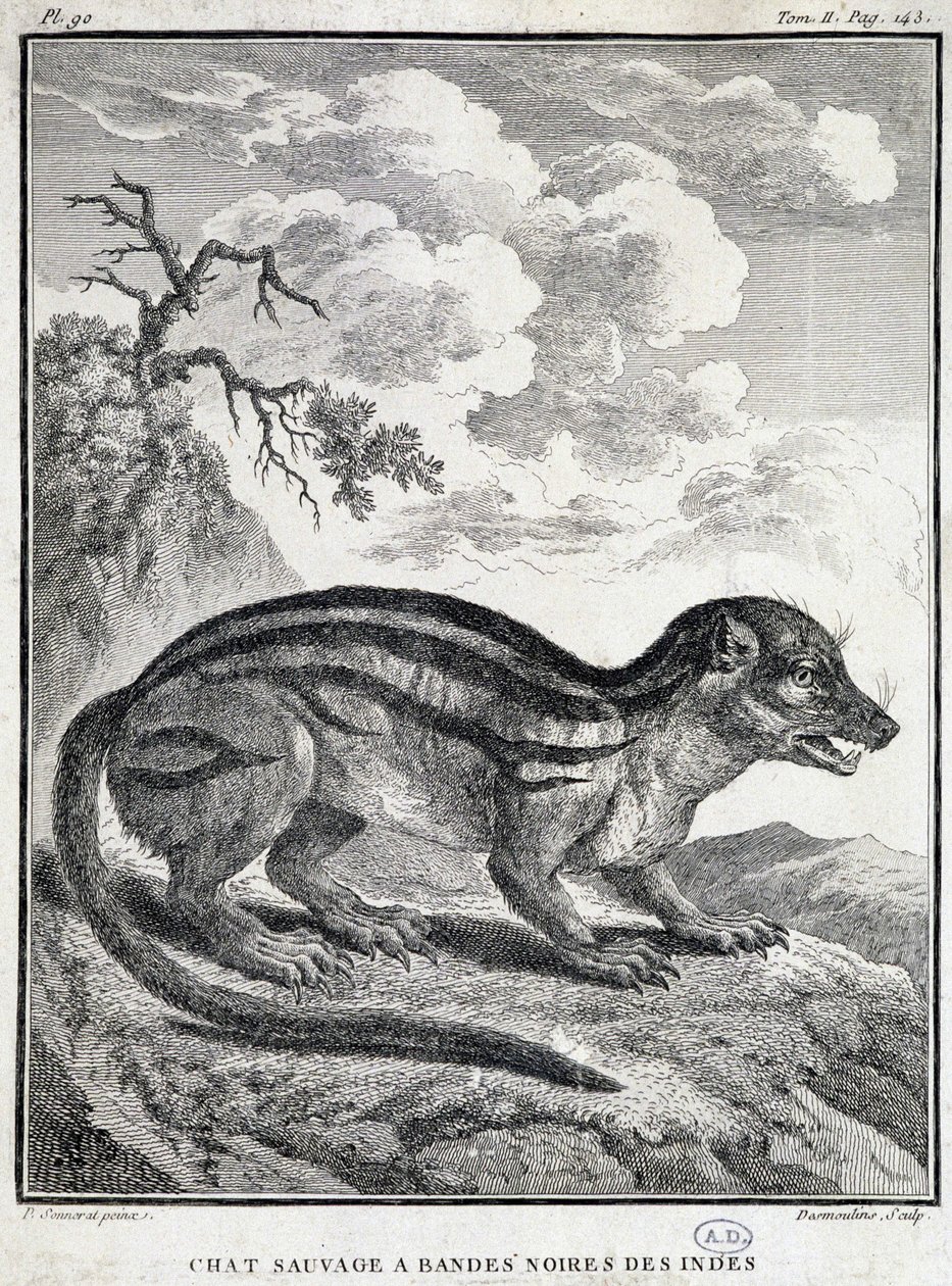 Chat sauvage noir rayé indien - School French
