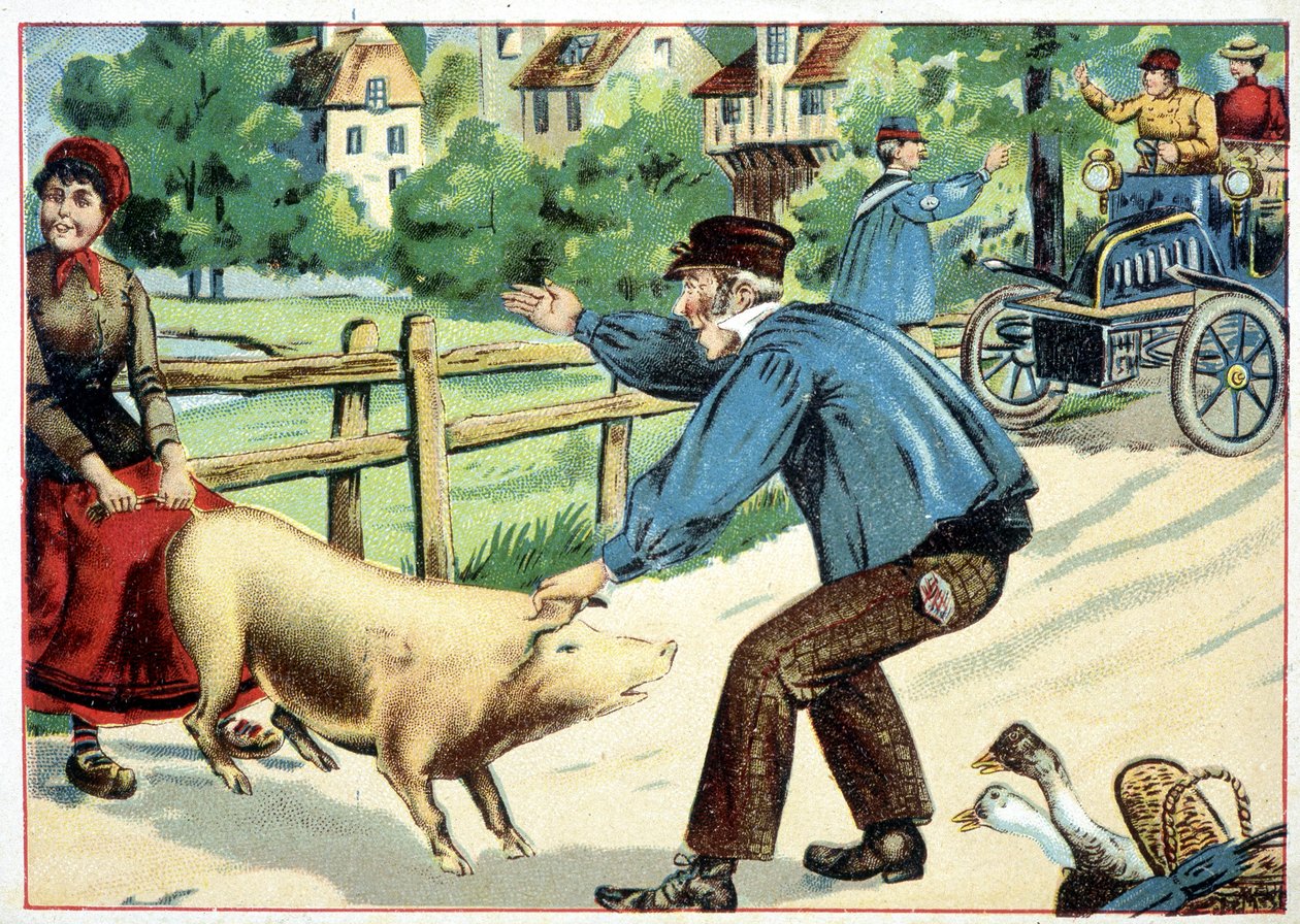 Cochon qui refuse d