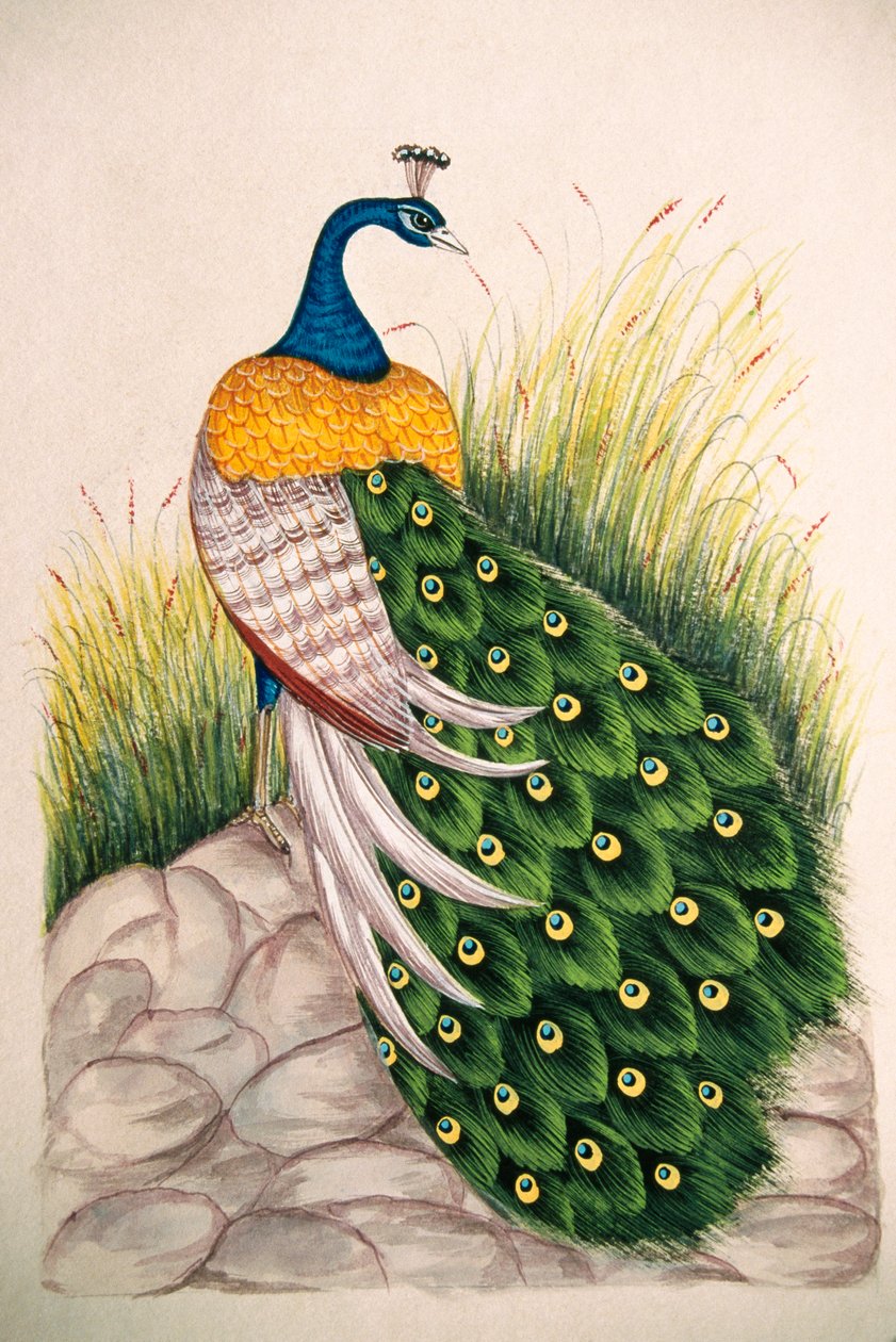 Peinture Miniature sur Soie Paon - School Indian